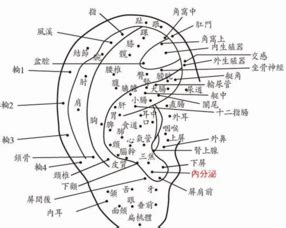 蝴蝶蘭學名 耳骨痣